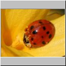 Harmonia axyridis - Asiatischer Marienkaefer 09.jpg